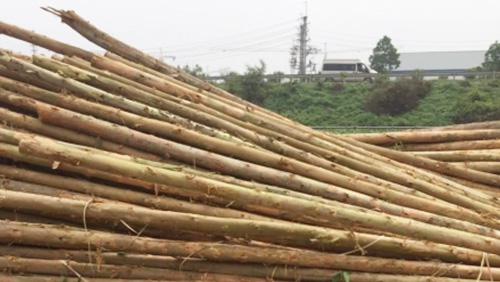 CỌC TRE LỘC PHÁT - CÔNG TY TNHH THƯƠNG MẠI VÀ DỊCH VỤ FORBIGSU VIỆT NAM